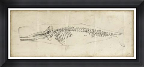 Framed Whale Study II Print