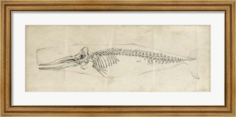 Framed Whale Study II Print