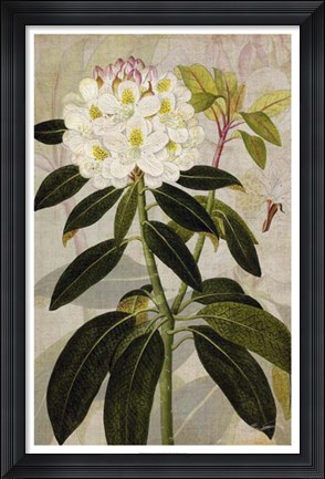 Framed Rhododendron I Print