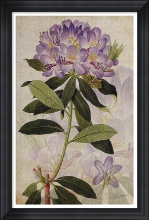 Framed Rhododendron II Print