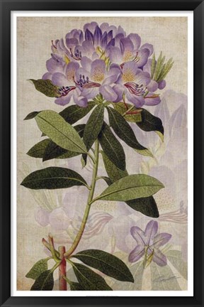 Framed Rhododendron II Print