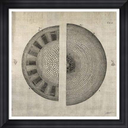 Framed Cross Cut I Print