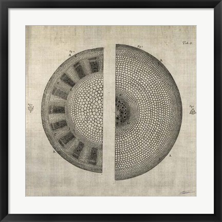 Framed Cross Cut I Print