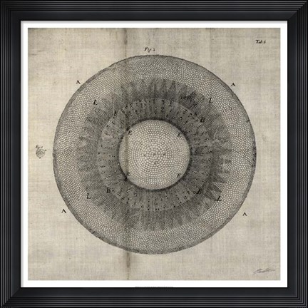 Framed Cross Cut II Print