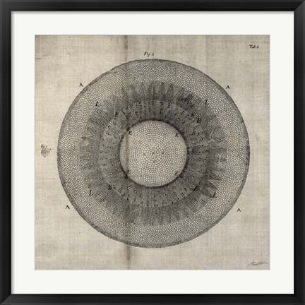 Framed Cross Cut II Print