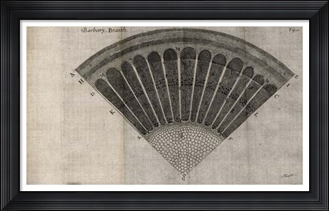 Framed Tree Fan I Print