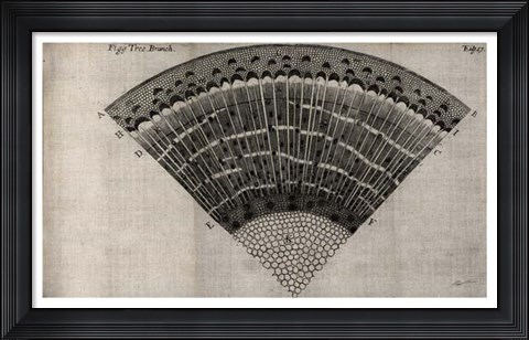 Framed Tree Fan II Print