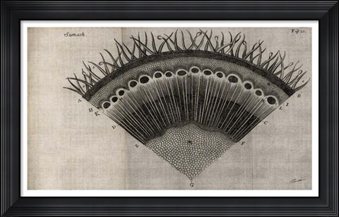 Framed Tree Fan III Print