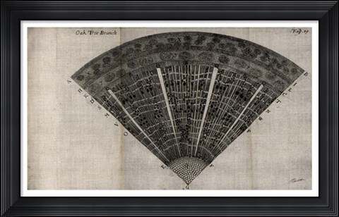 Framed Tree Fan IV Print