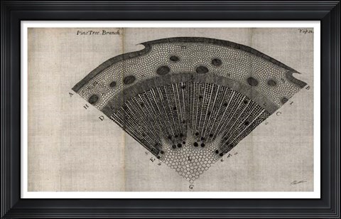 Framed Tree Fan V Print