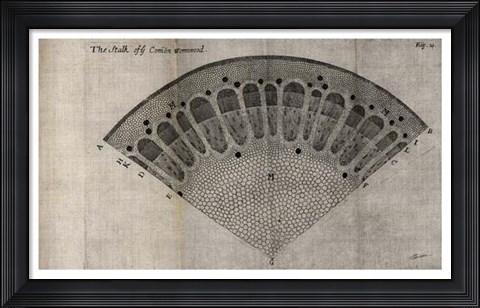 Framed Tree Fan VI Print