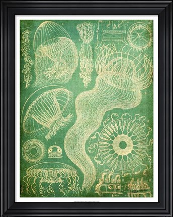 Framed Sealife I Print