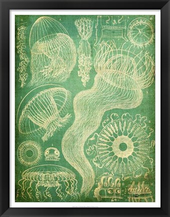 Framed Sealife I Print