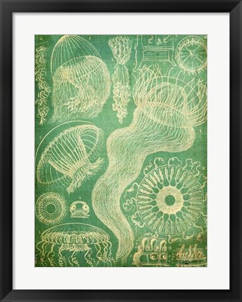 Framed Sealife I Print