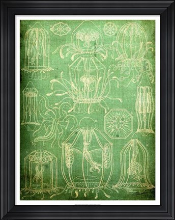 Framed Sealife II Print