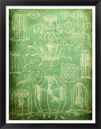 Framed Sealife II Print