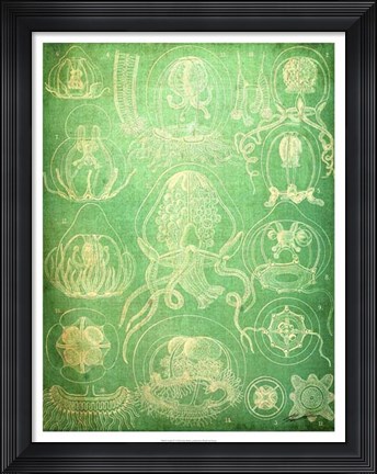 Framed Sealife IV Print