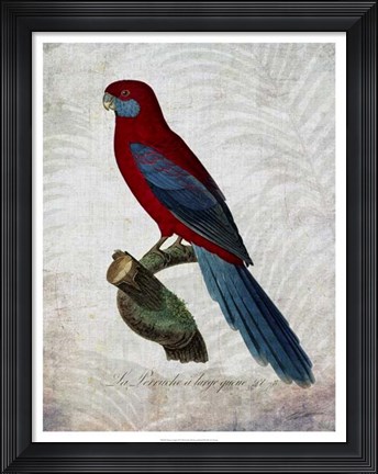 Framed Parrot Jungle II Print