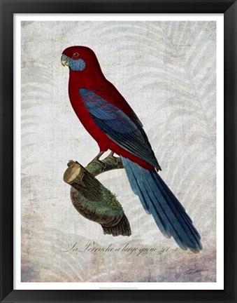 Framed Parrot Jungle II Print