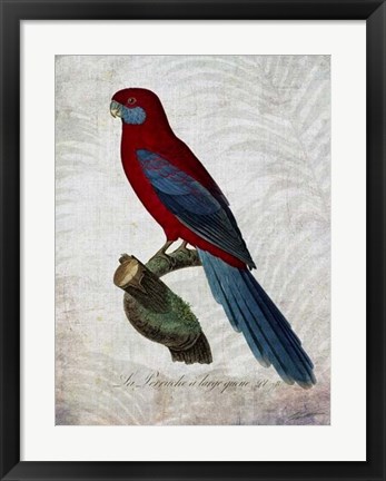 Framed Parrot Jungle II Print