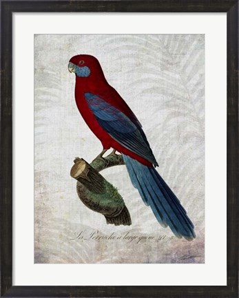 Framed Parrot Jungle II Print