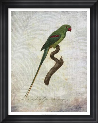 Framed Parrot Jungle III Print