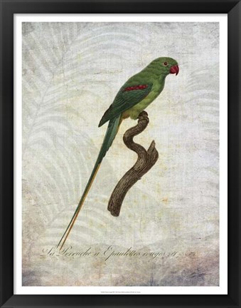 Framed Parrot Jungle III Print