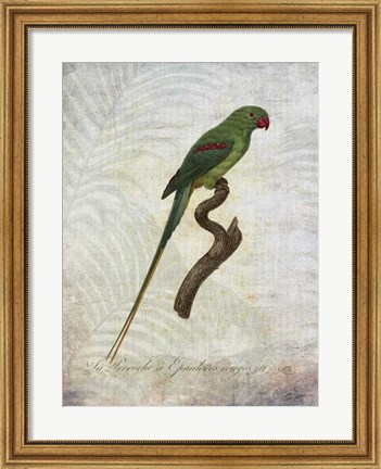 Framed Parrot Jungle III Print