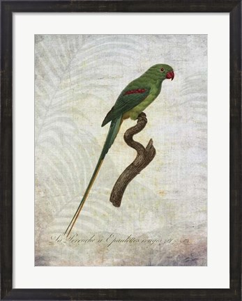 Framed Parrot Jungle III Print