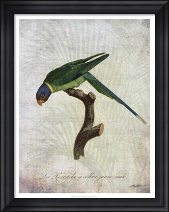 Framed Parrot Jungle IV Print