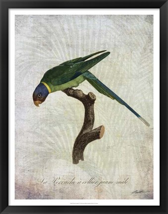 Framed Parrot Jungle IV Print
