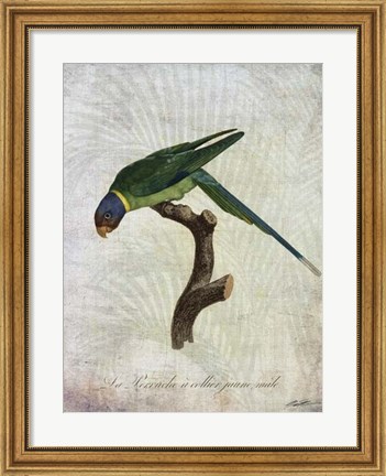 Framed Parrot Jungle IV Print
