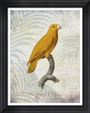 Framed Parrot Jungle V Print