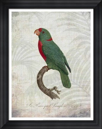 Framed Parrot Jungle VI Print