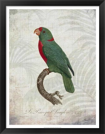 Framed Parrot Jungle VI Print