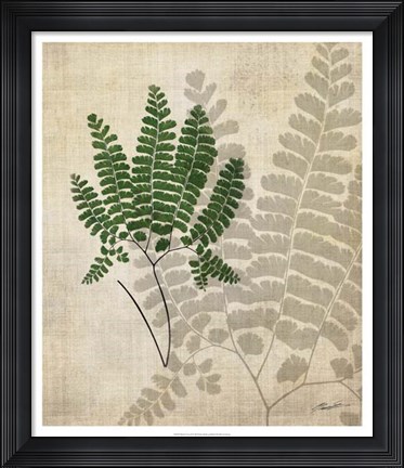 Framed British Ferns II Print