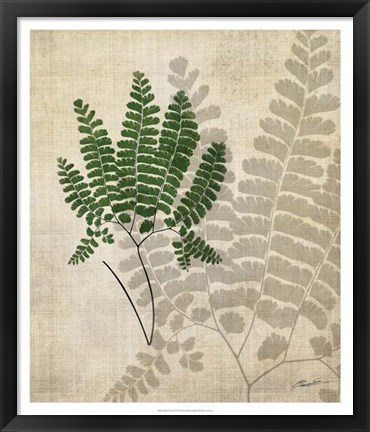 Framed British Ferns II Print