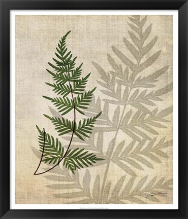 Framed British Ferns III Print