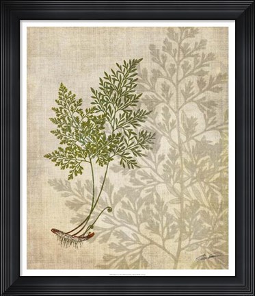 Framed British Ferns IV Print