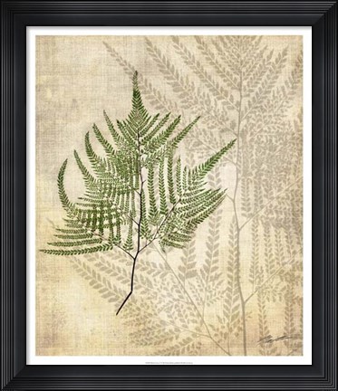 Framed British Ferns V Print