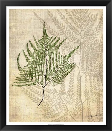 Framed British Ferns V Print