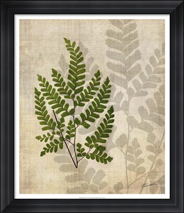 Framed British Ferns VI Print