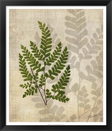 Framed British Ferns VI Print