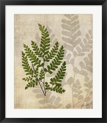 Framed British Ferns VI Print