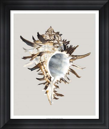 Framed Black Murex Print