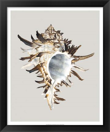 Framed Black Murex Print