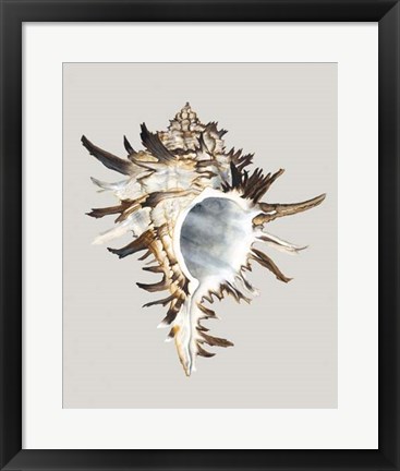 Framed Black Murex Print