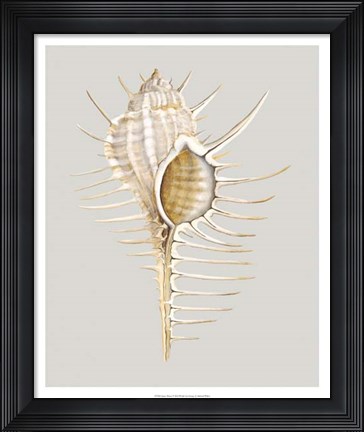 Framed Spiney Murex Print