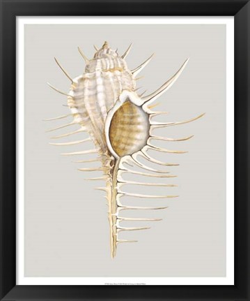 Framed Spiney Murex Print