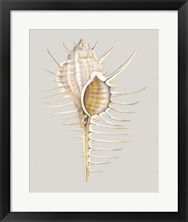 Framed Spiney Murex Print